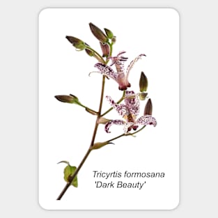 Tricyrtis formosana &#39;Dark Beauty&#39; Toad lily Sticker